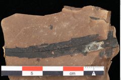 Foto (Detailansicht) von Engelhardia orsbergensis (Wessel et Weber) Jähnichen Mai et Walther (NHMW-GEO-2024-0188-0723)